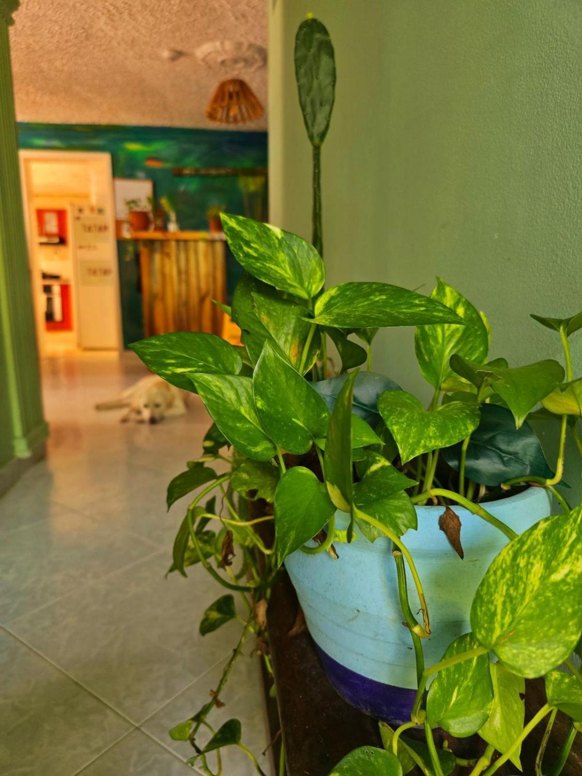 Tatami Hostel Bucaramanga Extérieur photo